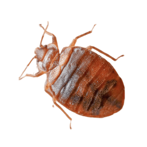 pest-control-bedbugs