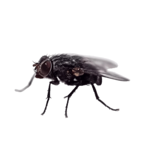 pest-control-flies