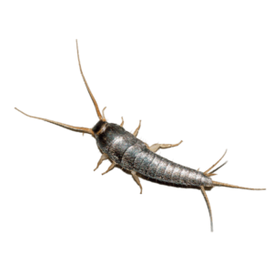 pest-control-silverfish