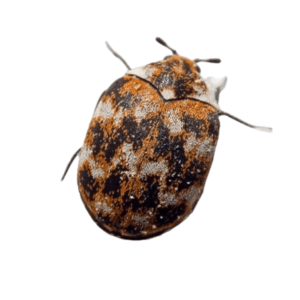 pest-control-varied-carpet-beetle